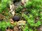 Kékbelű álszarvasgomba (Elaphomyces persoonii), Zemplén